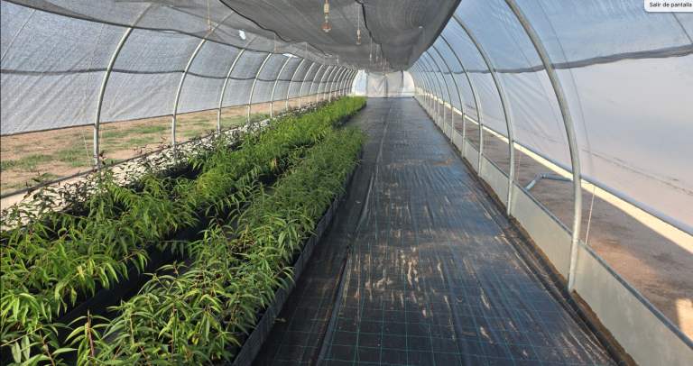 Colaboración con el INTA: Detección de Virus en Frutales y el Rol Estratégico de los Viveros